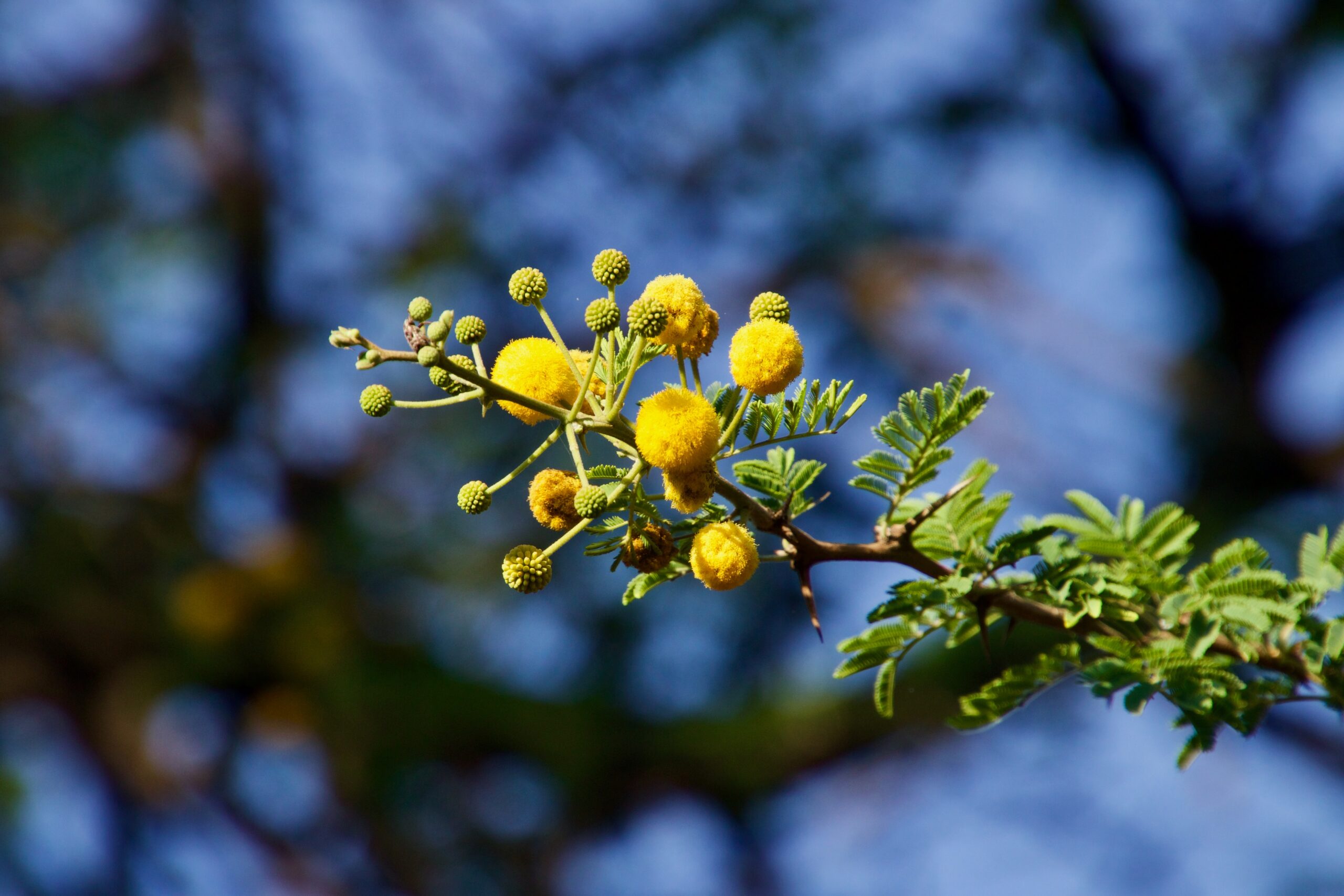 Yellow,Acacia,Sweet,Thorn,Tree,Flowers